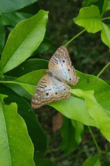 White Peacock Butterfly