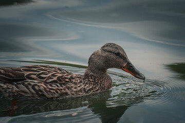 duck on the water