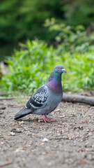 Gray pigeon with vibrant iridescent neck feathers standing on a gravel path with greenery in the background