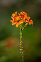 Beautiful orange epidendrum flowers on a stem.