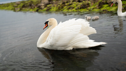 Majestic Swan Gliding in Clear Water with Mossy Rocks and Cygnets Nearby