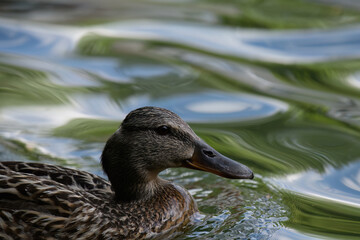 duck on the water