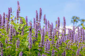 Selective focus of purple blue flower Korean mint in the garden, Blue Fortune or Agastache rugosa also known as wrinkled giant hyssop is an aromatic herb in the mint family, Nature floral background.