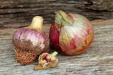 garlic  and onion on a wooden background