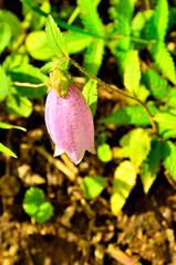 Fototapete bei efototapeten.de bestellen   