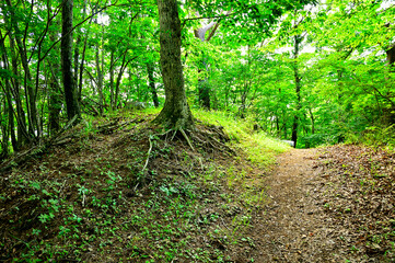 道志山塊の砂須山山頂　森の中の縦走路
