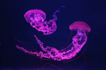 Two Jellifish South american sea nettle, Chrysaora plocamia swimming in aquarium with illumination