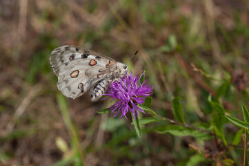 Apollofalter an der Mosel