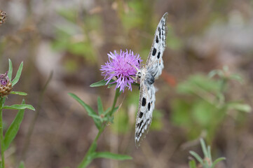 Apollofalter an der Mosel