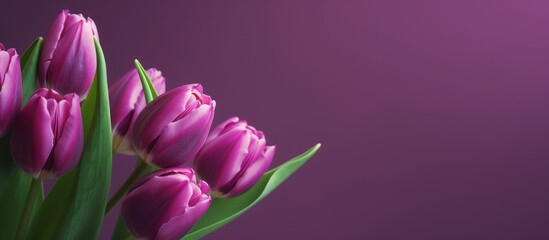 Obraz premium Purple Tulips on a Vibrant Background