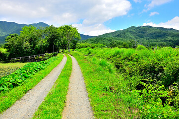 山梨県忍野村　夏山の風景
