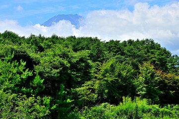 Fototapeta premium 山梨県忍野村 忍野田園より望む雲間の富士山 