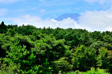 山梨県忍野村　忍野田園より望む雲間の富士山
