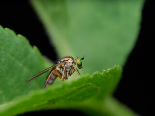 Dolichopus