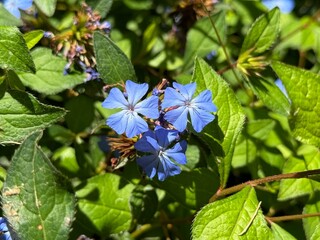 Ceratostigma plumbaginoides, Blue Leadwort flowers with blurred background.
