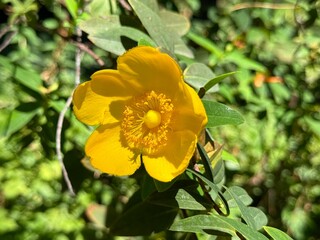 Hypericum patulum in a garden.
