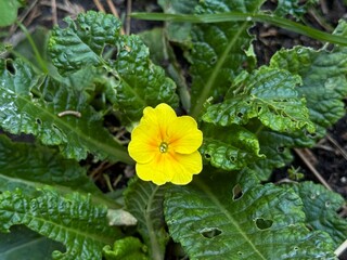  Primula (Primrose) plant with yellow flowers top view.
