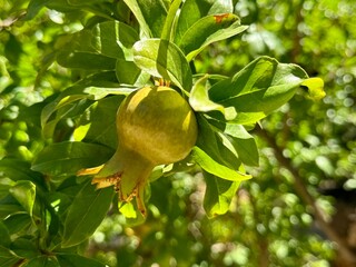 Green unripe  pomegranate fruit tree.