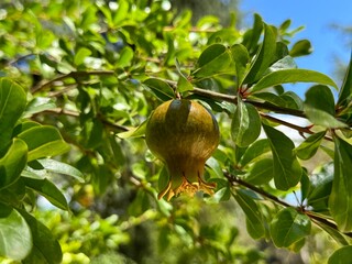 Green unripe  pomegranate fruit tree.