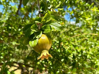 Green unripe  pomegranate fruit tree.