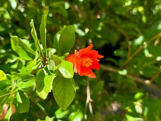 Growing pomegranate red fruits and blooming pomegranate flowers.
