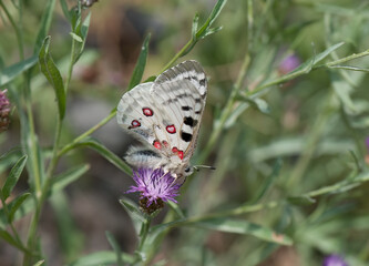 Apollofalter an der Mosel