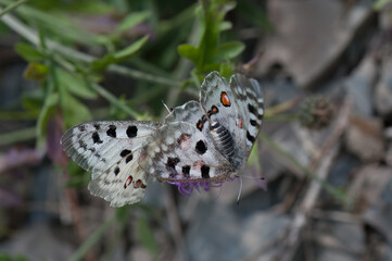 Apollofalter an der Mosel