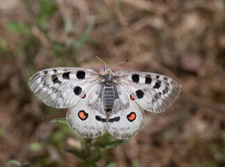 Apollofalter an der Mosel