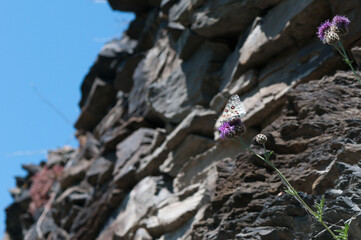 Apollofalter an der Mosel