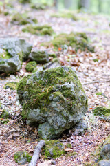 Volcanic rocks in the ground of a beautiful beech forest in Olot, Girona