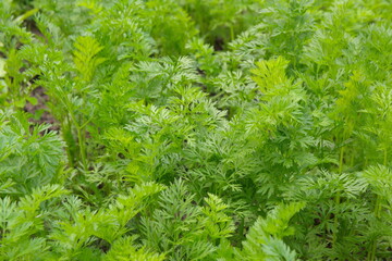 Growing and harvesting garrots, green carrot folliage
