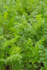 Fototapeta premium Growing and harvesting garrots, green carrot folliage