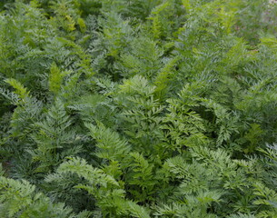 Growing and harvesting garrots, green carrot folliage