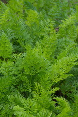 Growing and harvesting garrots, green carrot folliage