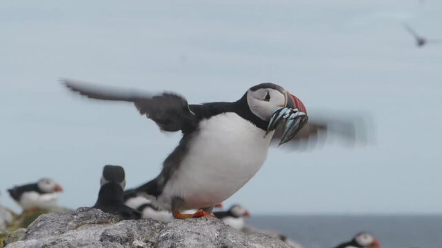 Puffin (Fratercula arctica) flapping its wings in slow motion