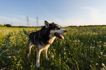 Summer relaxing, a husky dog ​​in sunglasses in field at summer day.