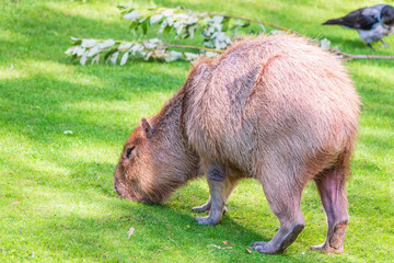 A large capybara walks on the green grass in the park