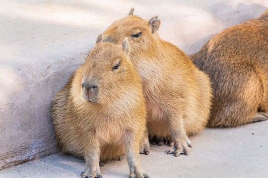 Three capybara in the park