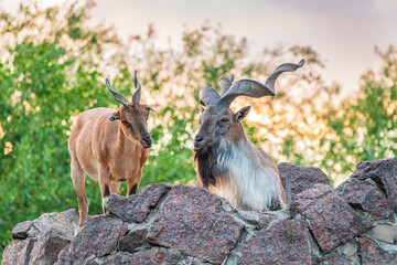 Markhor male and female on the rock. Latin name - Capra falconeri