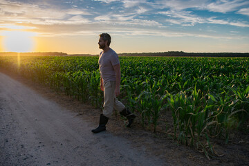 Farmer agronomist in green field, holding corn leaf in hands and analyzing maize crop. Agriculture, organic planting concept. Farmer looking the corn plantation field at sunset.