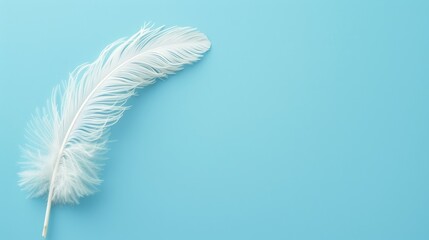 Obraz premium Feather of white ostrich on blue background with space for text