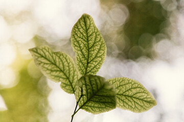 Texture of some fresh green leaves on a branch with blurred background. perfect details.