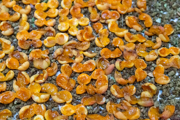 Drying apricots and mulberries outdoors as a method of  traditional preservation.