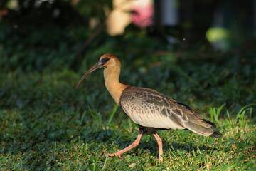 Curicaca (Brazilian bird)