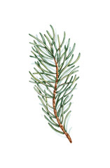 Fir branch with green needles watercolor illustration. Forest plants for winter and Christmas decor. Isolated from the background. Pine, fir, larch, juniper, thuja, larch, conifer.