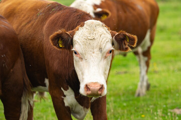 Cow on a summer pasture. Herd of cows grazing in Alps. Holstein cows, Jersey, Angus, Hereford,...