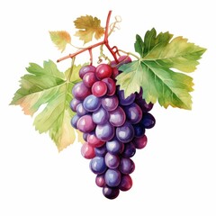 Obraz premium A watercolor painting depicts a cluster of grapes hanging from a vine with green leaves