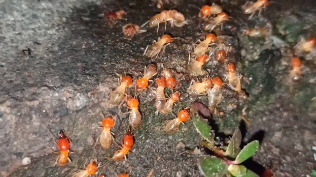 the termites walking in the yard