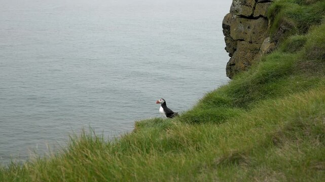 Atlantic puffins resting on a grassy cliff overlooking the ocean in Iceland