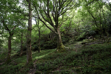 Obraz premium Ireland - Glendalough Flora